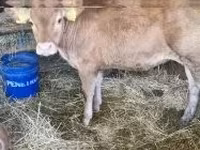 Vaca, Vaca Limousin — foto 1