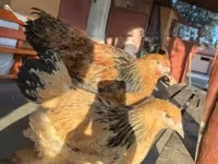 Brahma — foto 7