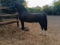 Hengst, Dutch warmblood horse — Foto 4