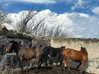 Madyan, Atlar — foto 1
