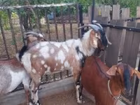 Kozioł, Nubian Goat — zdjęcie 5