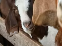 Cabro, Boer goat — foto 1