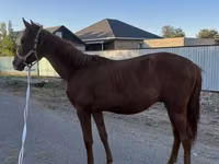 公马, Arabian horse — 照片 1