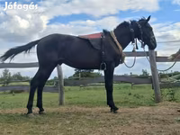 Caballo, Nonius horse — foto 1
