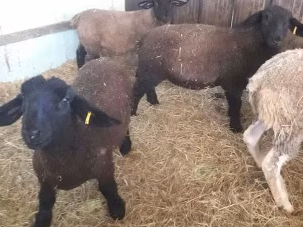 Schaf, White Suffolk sheep