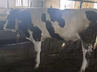 सांड, Simmental cattle — फ़ोटो 7