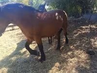 Caballo, Caballos — foto 2
