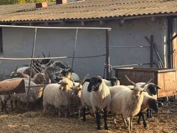 Ovca, Racka sheep