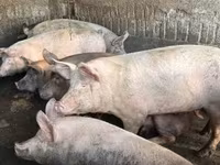 Cerdos (lote, sexo no especificado), Cerdos — foto 4
