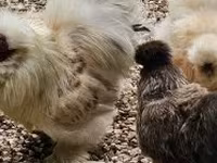 Chickens — 照片 1