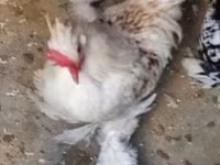 Chickens — 写真 3