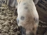 Porca — foto 1