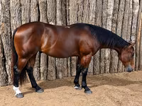 At, Quarter Horse — foto 2