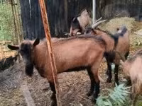 Bode, Cabras — foto 2