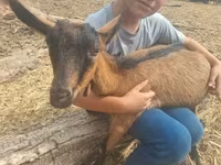Taka, Nubian Goat — 3-rasm
