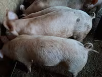 猪（批次，未指定性别）, Pigs — 照片 1