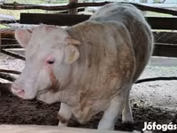 公牛, Simmental cattle — 照片 3
