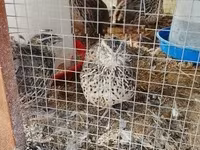 Quails — Foto 1