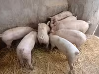 母猪, Pigs — 照片 1