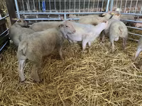 Ovca, Charollais sheep — fotografija 5