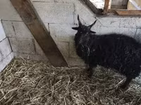 母山羊, Goats — 照片 1