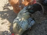 Chickens — photo 4
