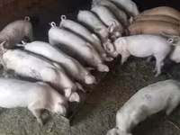 Boar, Pigs — photo 2