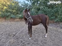 公马, Horses — 照片 4