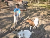 公山羊, Dutch Landrace goats — 照片 1