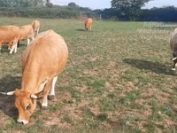 Krava, Aubrac cattle — fotografija 3