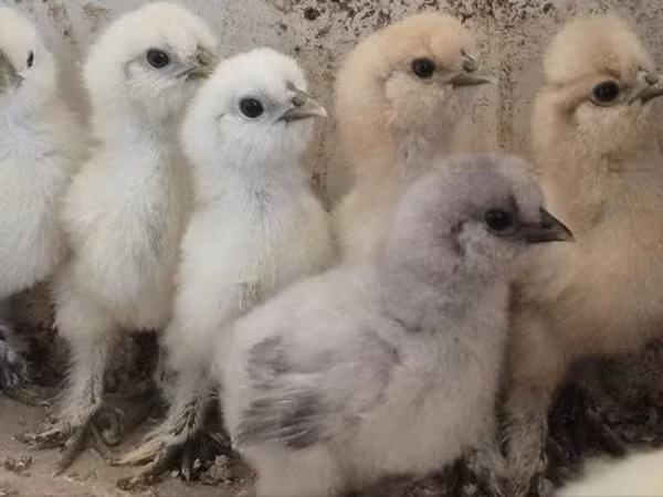 Silkie