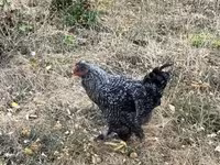 Chickens — 照片 5