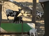 母山羊, Dutch Landrace goats — 照片 7