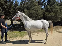 Pastuv, Karabakh horse — fotografija 2