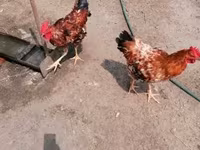 سَسِكس — الصورة 8