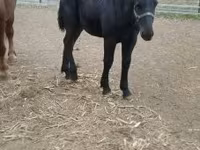 Koń, Hungarian horse breed — zdjęcie 4