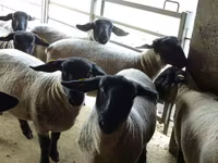 Ovca, White Suffolk sheep — fotografija 4
