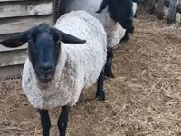 公羊, White Suffolk sheep — 照片 3