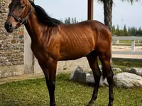 Pastuv, Anglo-Arabian — fotografija 2