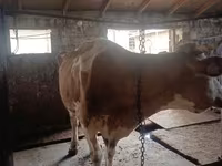 Cow, Simmental cattle — photo 3