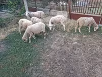 Brebis, Moutons — photo 2