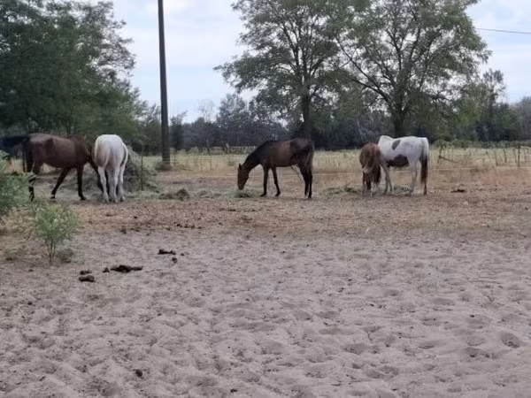 Kobyła, Konie — Węgry