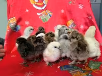 Silkie — photo 6