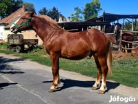 Caballo, Caballos — foto 5