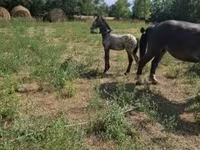 حصان, Lipizzaner — الصورة 2