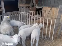 绵羊（批次，未指定性别）, Sheep — 照片 2