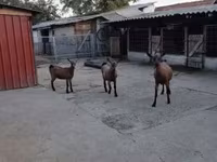 公山羊, Goats — 照片 1