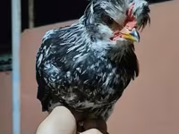 Chickens — fotografija 3