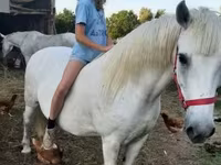 घोड़ी, Hungarian horse breed — फ़ोटो 1