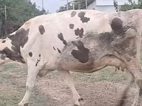 Krava, Russian Black pied cattle — fotografija 6